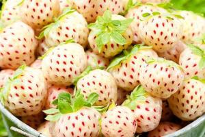 Клубника "ПАЙНБЕРРИ" (6 шт.)
